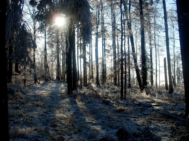 forest.jpg