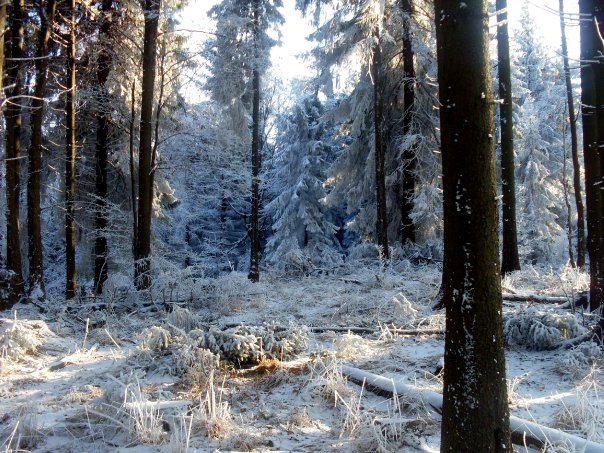 forest2.jpg
