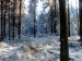 forest2.jpg